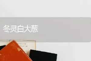 冬灵白大葱
