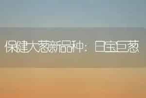 保健大葱新品种：日宝巨葱