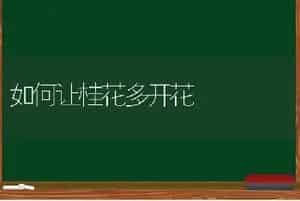 如何让桂花多开花
