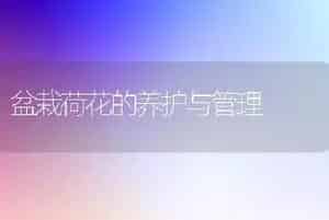 盆栽荷花的养护与管理