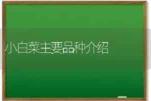 小白菜主要品种介绍