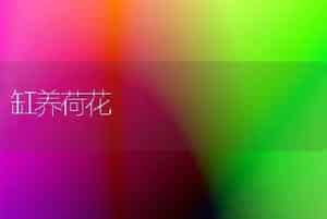 缸养荷花