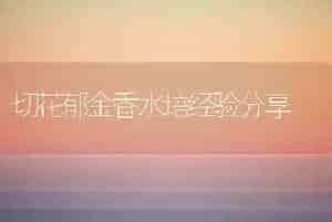 切花郁金香水培经验分享