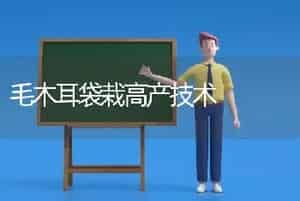 毛木耳袋栽高产技术