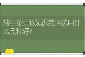 夏季郁金香的管理