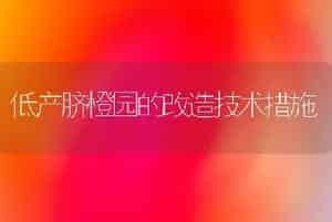低产脐橙园的改造技术措施