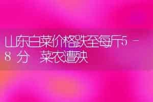 山东白菜价格跌至每斤5-8分 菜农遭殃