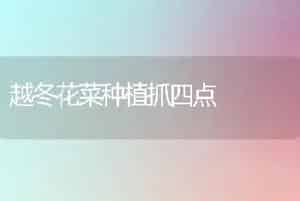 越冬花菜种植抓四点