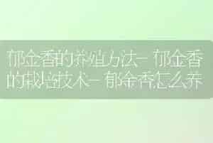 郁金香的养殖方法-郁金香的栽培技术-郁金香怎么养