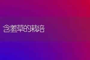 含羞草的栽培
