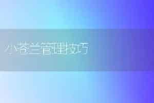 脐橙采果后的管理