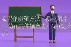荷花的养殖方法-荷花图片-荷花的种植方法-荷花怎么养
