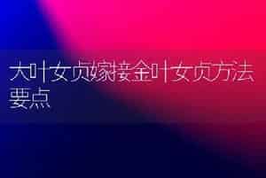 大叶女贞嫁接金叶女贞方法要点