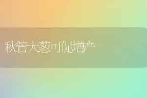 秋管大葱可促增产