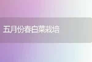 五月份春白菜栽培