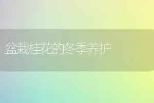盆栽桂花的冬季养护