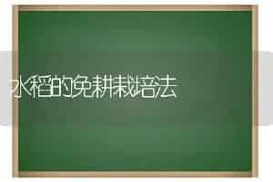 桂花大树的移植技术