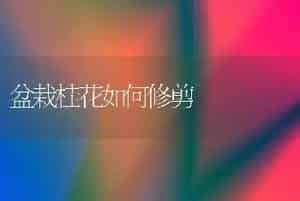 盆栽桂花如何修剪