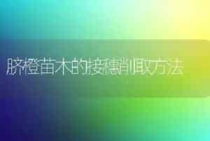 脐橙苗木的接穗削取方法