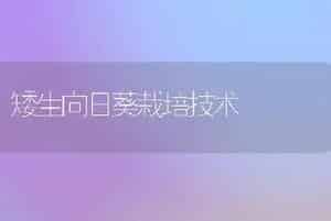矮生向日葵栽培技术