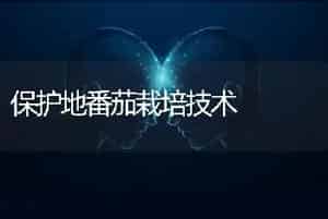 保护地番茄栽培技术