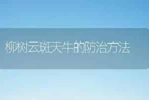 柳树云斑天牛的防治方法