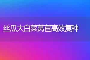 丝瓜大白菜莴苣高效复种