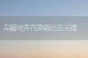 春露地青花菜栽培五关键