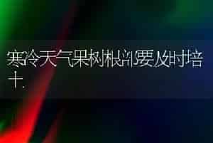 早春茬矮生菜豆栽培技术的要点
