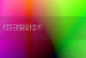 桂花嫁接技术