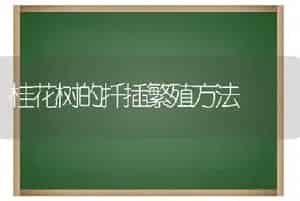 桂花树的扦插繁殖方法