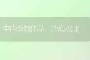 室内盆栽佳品―沙漠玫瑰