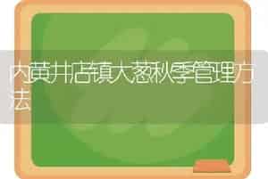 内黄井店镇大葱秋季管理方法