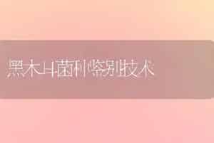 黑木耳菌种鉴别技术