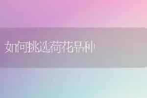 如何挑选荷花品种