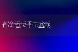 郁金香反季节盆栽