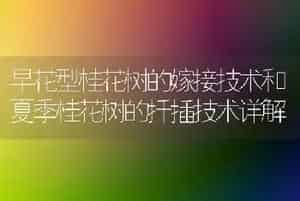 早花型桂花树的嫁接技术和夏季桂花树的扦插技术详解
