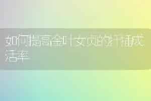 如何提高金叶女贞的扦插成活率
