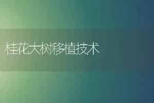 桂花大树移植技术