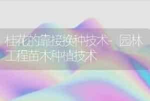 桂花的靠接换种技术-园林工程苗木种植技术