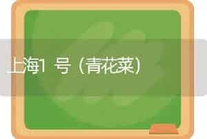 上海1号（青花菜）