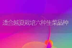 适合越夏栽培六种生菜品种