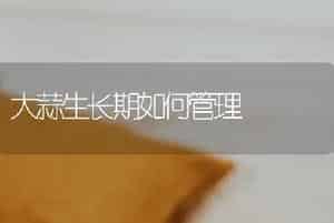 大葱新品种-牡丹葱王