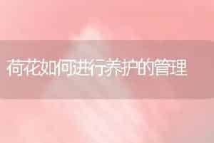 荷花如何进行养护的管理