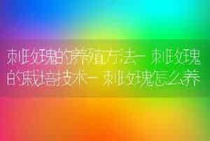 刺玫瑰的养殖方法-刺玫瑰的栽培技术-刺玫瑰怎么养