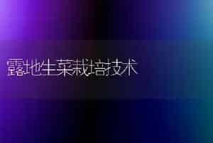 露地生菜栽培技术