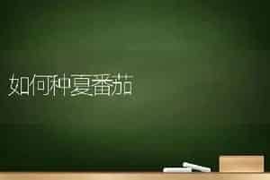 如何种夏番茄