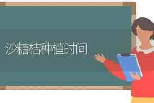 保护地木耳菜高产高效栽培技术