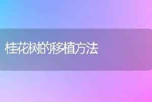 桂花树的移植方法