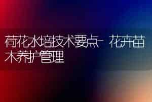 荷花水培技术要点-花卉苗木养护管理
